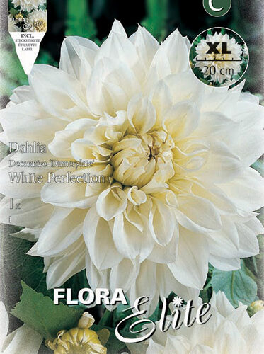 Βολβός ντάλια White Perfection πελώριο άνθος