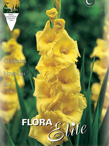 Βολβός Γλαδιόλα κίτρινη Nova lux 14+