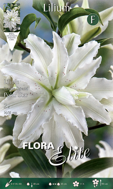 Lilium-Polar-Star Βολβός Λίλιουμ διπλό Polar Star