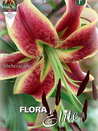 Βολβός Λίλιουμ oriental Sheherazade