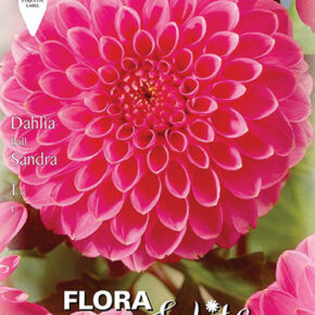 Βολβός ντάλια Sandra