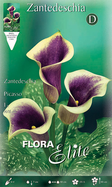 Zantedeschia-Picasso Βολβός Κάλλα Picasso