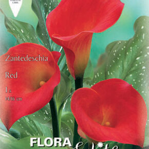 Βολβός Κάλλα κόκκινη Zantedeschia red 16+