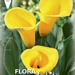 Βολβός Κάλλα κίτρινη Zantedeschia yellow 16+
