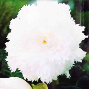 Βολβός μπιγόνια διπλή άσπρη γαρύφαλλου