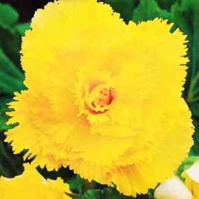 Βολβός μπιγόνια διπλή κίτρινη γαρύφαλλου