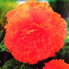 Βολβός μπιγόνια διπλή πορτοκαλί γαρύφαλλου