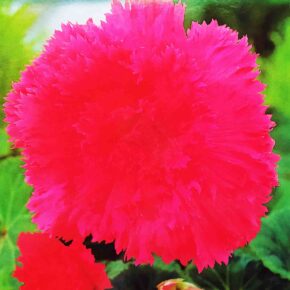 Βολβός μπιγόνια διπλή ροζ γαρύφαλλου