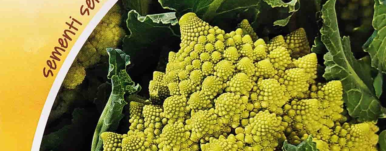 Κουνουπίδι πράσινο Romanesco (hobby bag 2 γρ)