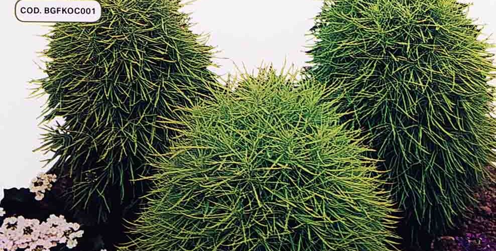 Κόχια (νεροκυπάρισσο) (hobby bag 1 γρ)