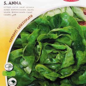 Μαρούλι γαλλικό (butterhead) S. Anna (hobby bag 6 γρ)