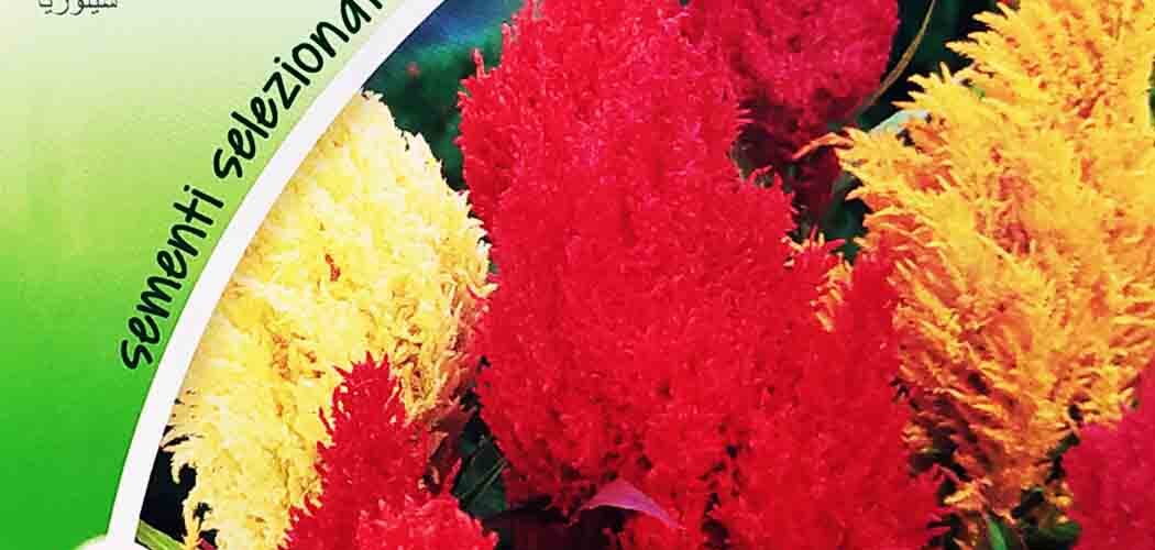 Σελόζια Ουρά της αλεπούς (hobby bag 0,60 γρ)