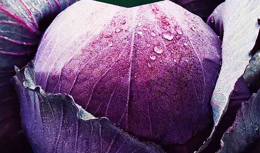 Λάχανο κόκκινο παραδοσιακό Rufus (hobby bag 1 γρ)