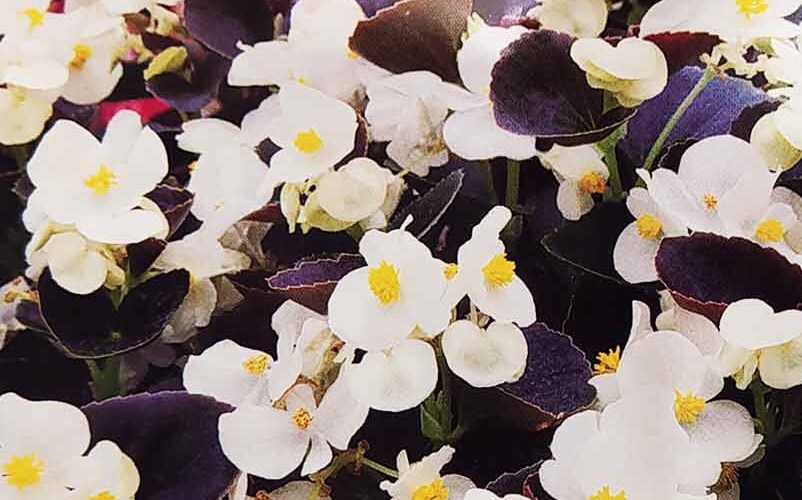 Μπιγόνια διπλή λευκή