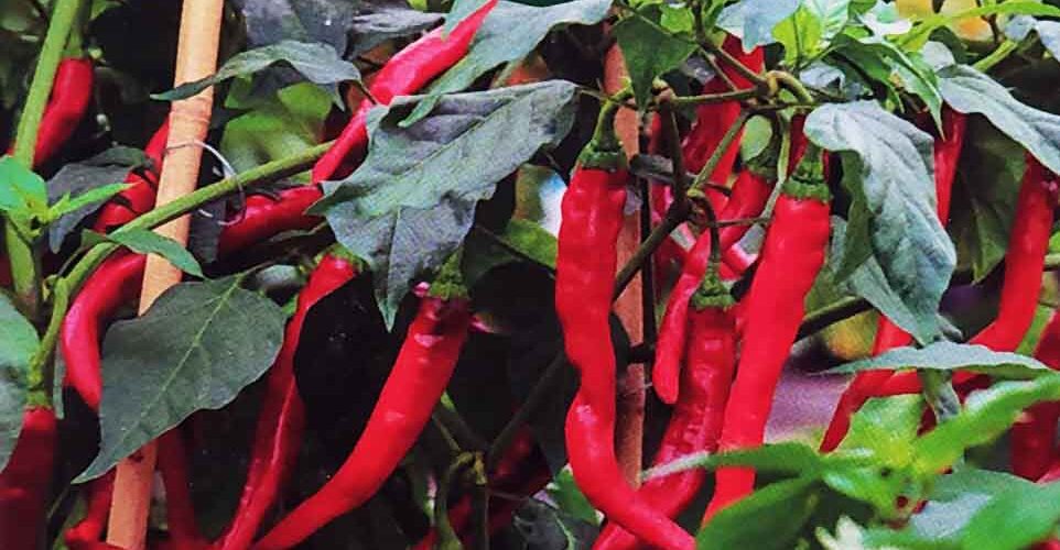 Πιπεριά καυτερή παραδοσιακή Cayenne (hobby bag 0,2 γρ)