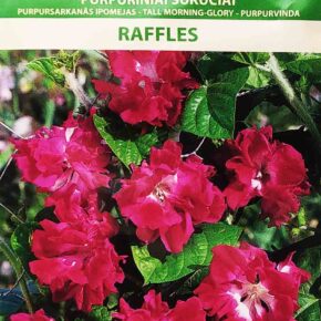 Ωραία της ημέρας Raffles bordo