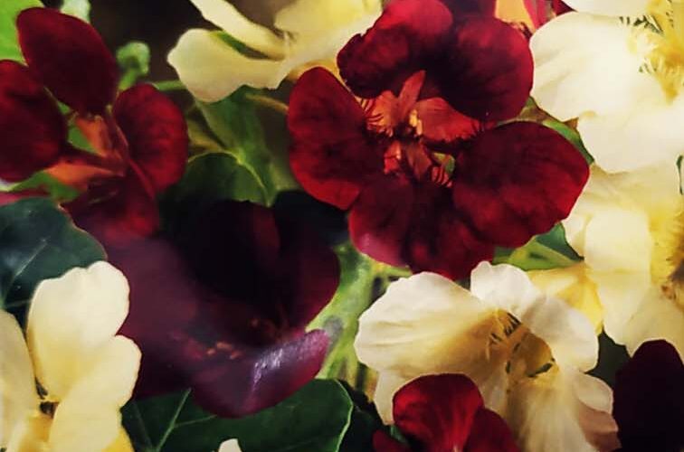 Καπουτσίνος χαμηλός Night & day (hobby bag 3 γρ)