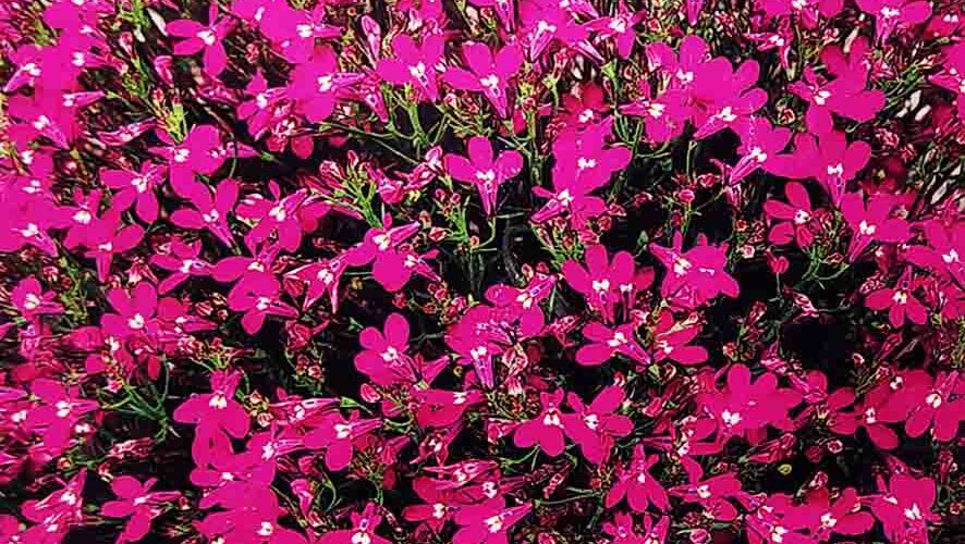 Λομπέλια πορφυρή Red cascade