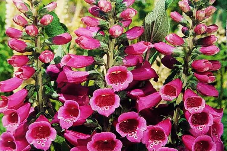 Ντιτζιτάλις πορφυρή Foxy