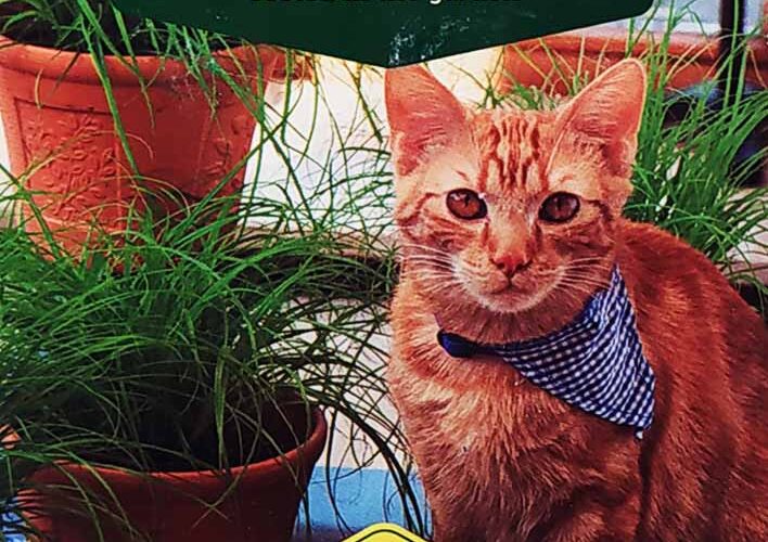 Γατόχορτο (hobby bag 4 γρ)