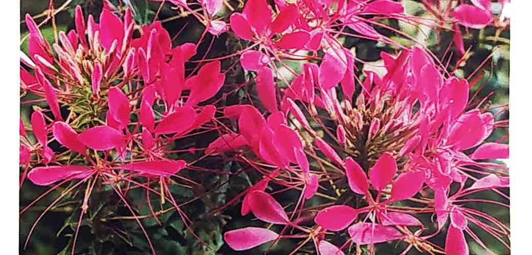 Κλεόμη Cherry queen (hobby bag 0,4 γρ)