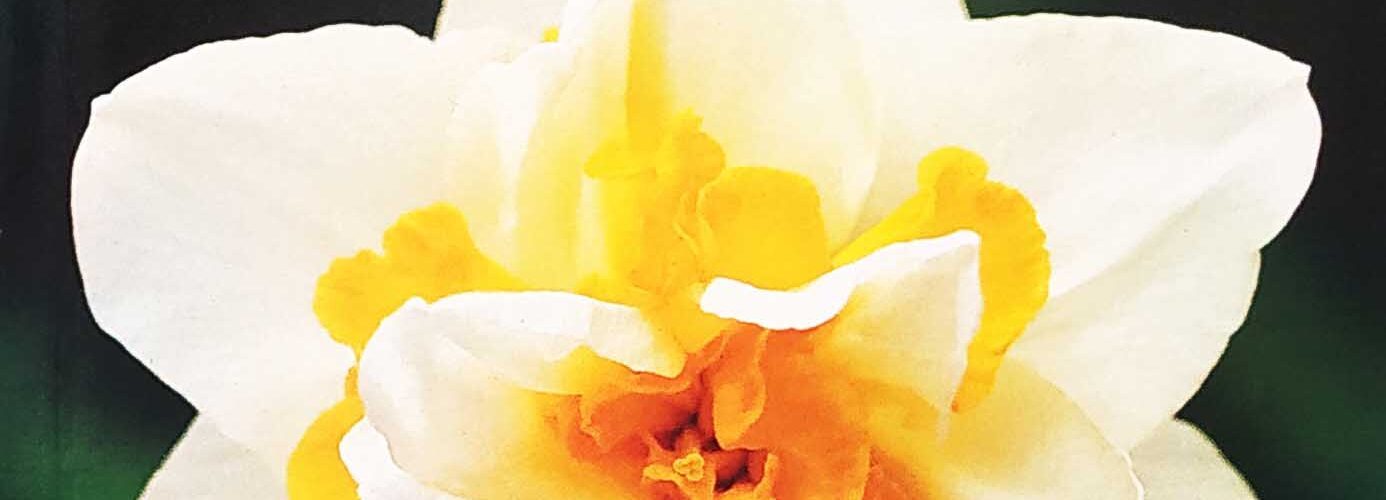 Βολβός Νάρκισσος διπλός αρωματικός 12/14 White lion