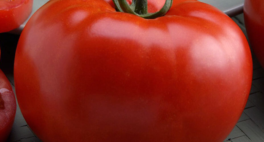 Τομάτα αναρριχώμενη Bella alma F1 υβρίδιο