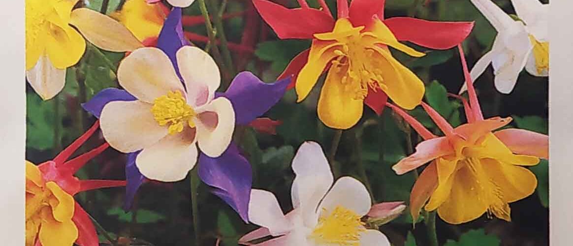 Ακουιλέγκια (Κολομπίνα) Mc Kana giants (hobby bag 0,2 γρ)