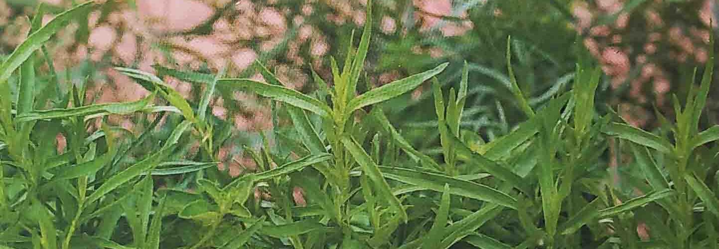 Εστραγκόν (hobby bag 0,2 γρ)