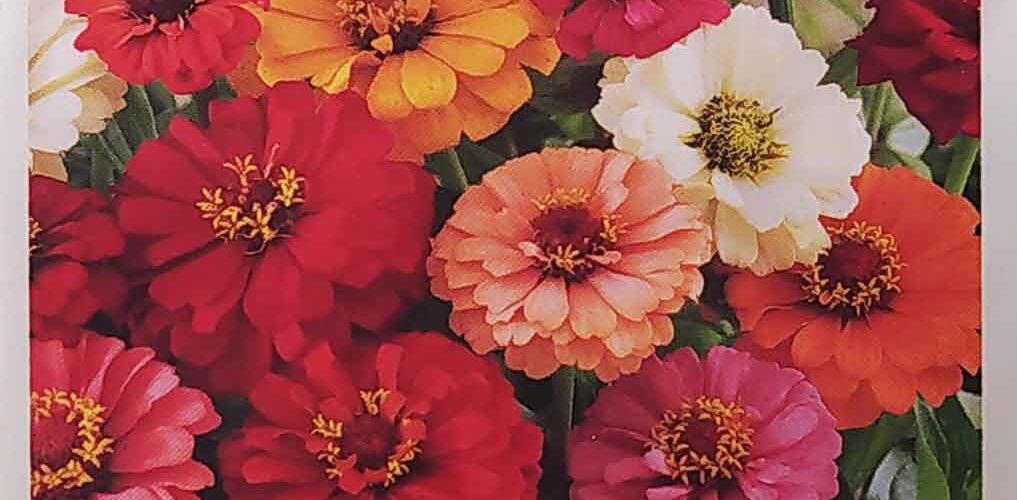 Ζίννια ψηλή Pumila mix (hobby bag 1 γρ)