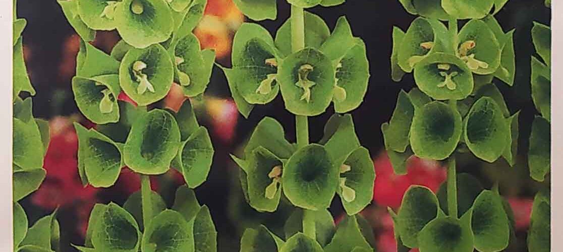 Καμπάνες της Ιρλανδίας (Μολουσέλα) (hobby bag 0,5 γρ)