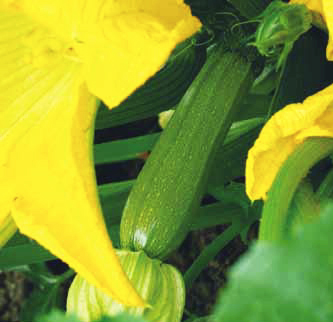 Κολοκύθι πράσινο Amerigo F1