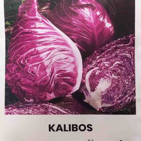 Λάχανο κωνικό κόκκινο Kalibos