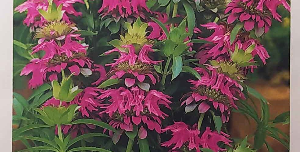 Μελισσοβάλσαμο (Μονάρντα) πορφυρό Fistulosa (hobby bag 0,3 γρ)