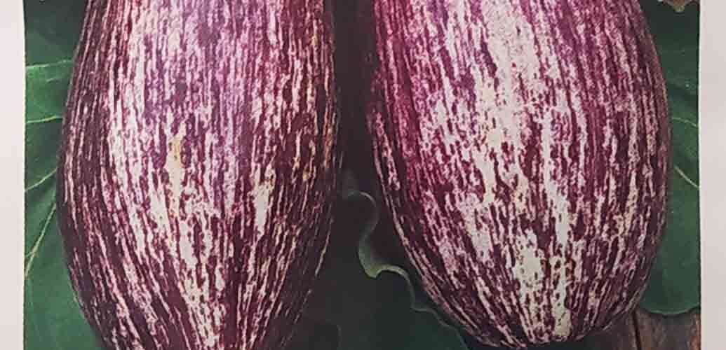 Μελιτζάνα παραδοσιακή Τσακώνικη (hobby bag 0,2 γρ)