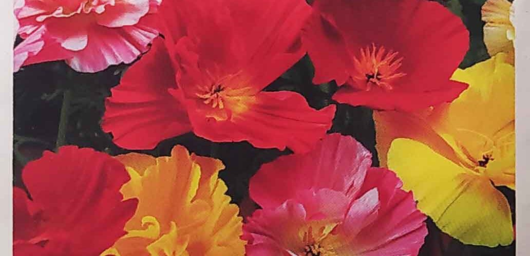 Παπαρούνα Καλιφόρνιας Ballerina mix (hobby bag 1 γρ)