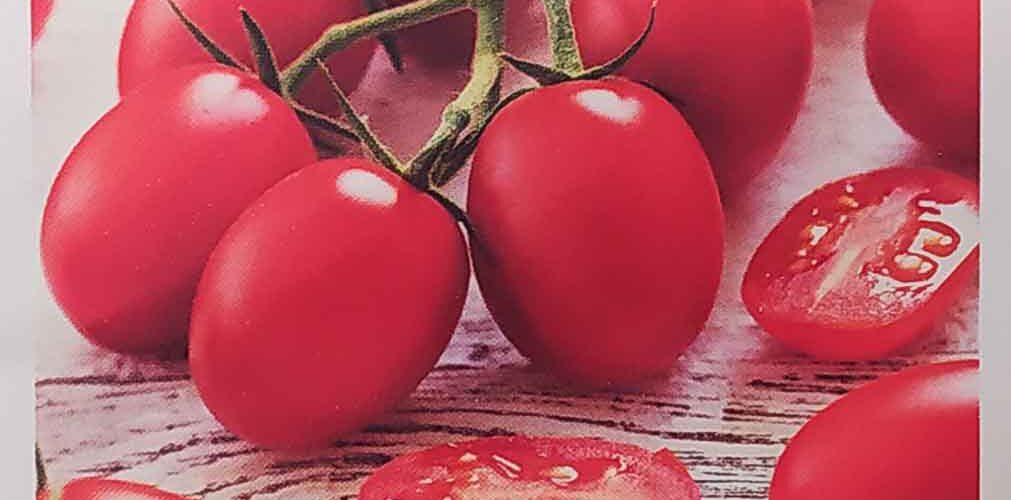 Τομάτα cherry βελανίδι Nestor υβρίδιο (hobby bag 10 σπόρων)