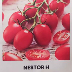 Τομάτα cherry βελανίδι Nestor υβρίδιο (hobby bag 10 σπόρων)