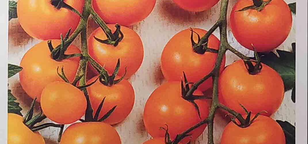 Τομάτα παραδοσιακή cherry Figiel πορτοκαλί (hobby bag 0,1 γρ)