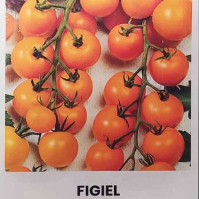 Τομάτα παραδοσιακή cherry Figiel πορτοκαλί (hobby bag 0,1 γρ)