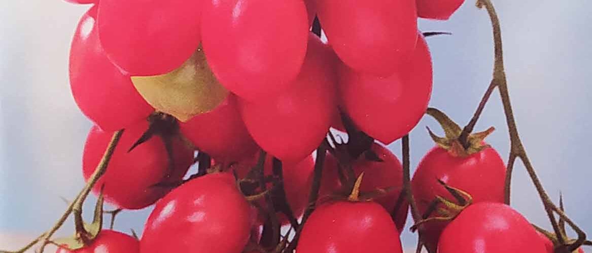 Τομάτα παραδοσιακή cherry βελανίδι Malinowy kapturek χαμηλή (hobby bag 0,1 γρ)