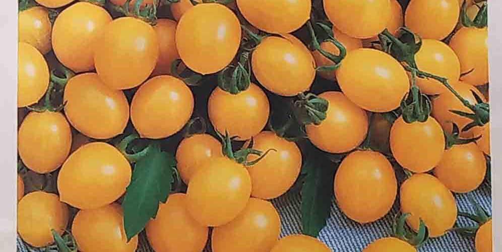Τομάτα παραδοσιακή cherry κίτρινη Ildi βελανίδι (hobby bag 0,2 γρ)