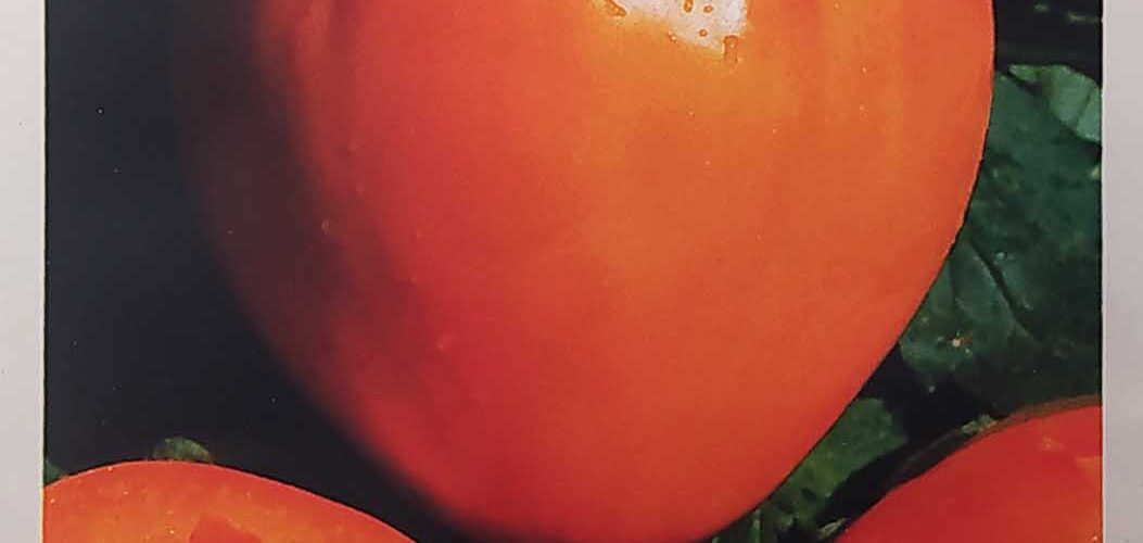 Τομάτα παραδοσιακή Καρδιά του βούβαλου πορτοκαλί (hobby bag 0,1 γρ)