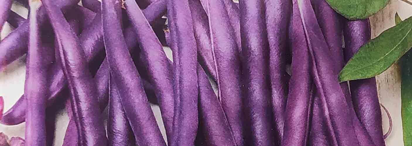 Φασόλι χαμηλό Amethyst μωβ (hobby bag 15 γρ)