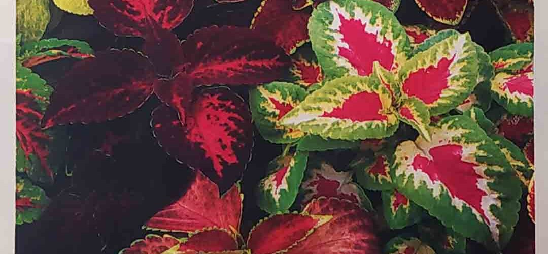 Ωραιόφυλλο (Κολεός) Improved rainbow mix (hobby bag 0,1 γρ)