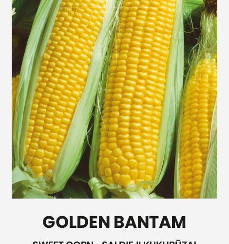 Καλαμπόκι γλυκό παραδοσιακό Golden Bantam (hobby bag 10 γρ)
