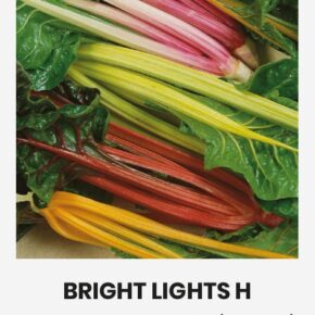 Σέσκουλο πολύχρωμο Bright lights mix (hobby bag 2 γρ)