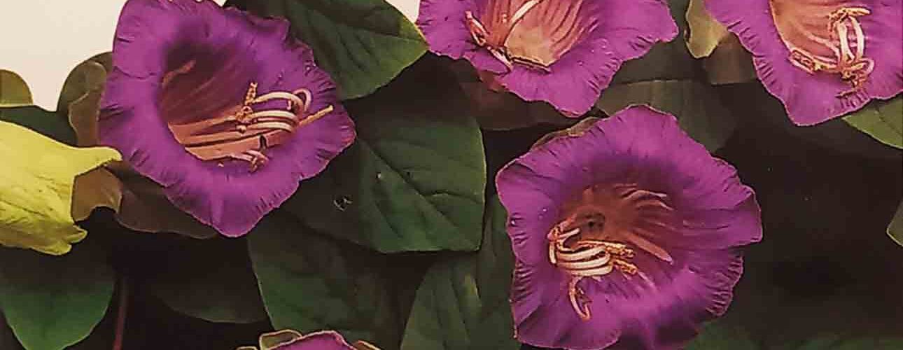 Κοβαία μωβ (hobby bag 0,30 γρ)