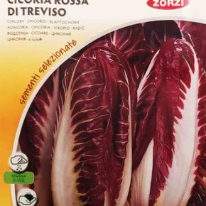 Ραντίτσιο κόκκινο Treviso (hobby bag 10 γρ)