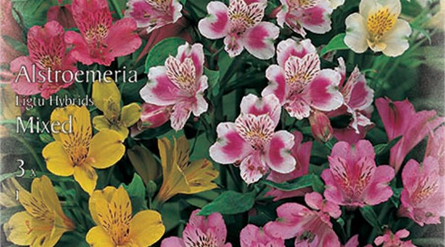 Βολβός Αλστρομέρια mix